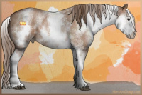 Horse Color:White Spotted Black Pearl Sabino 