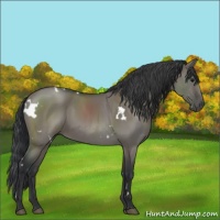 Horse Color:White Spotted Grullo 