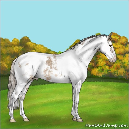 Horse Color:Chocolate Palomino Sabino Appaloosa Rabicano 