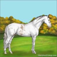 Horse Color:Chocolate Palomino Sabino Appaloosa Rabicano 