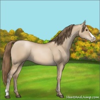 Horse Color:Grullo Pearl 