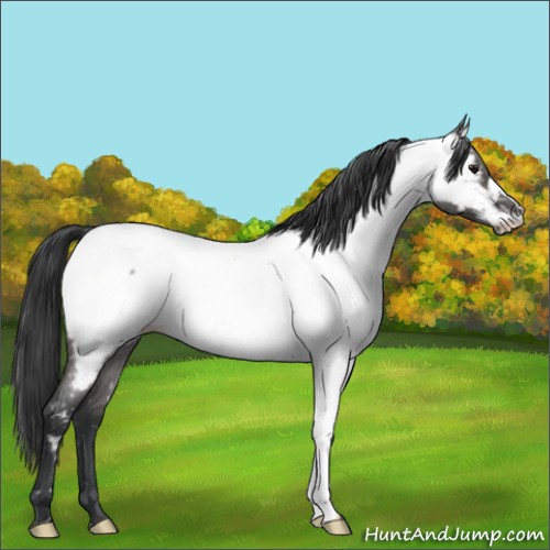 Horse Color:Blue Roan Near Fewspot 