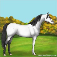 Horse Color:Blue Roan Near Fewspot 
