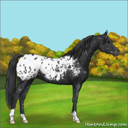 Horse Color:Black Appaloosa 