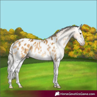 Horse Color:Silver Buckskin Sabino Appaloosa Rabicano 