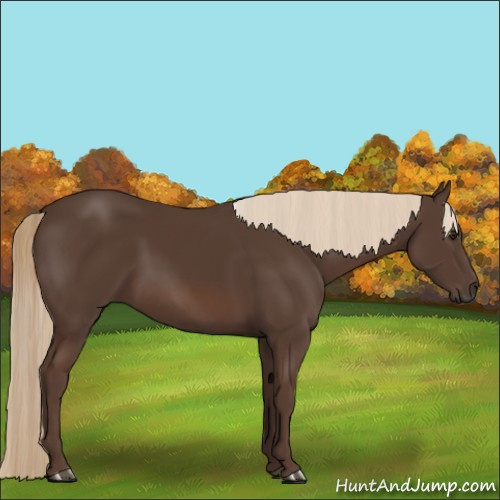 Horse Color:Liver Chestnut Sabino 