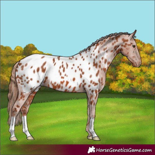 Horse Color:Chestnut Appaloosa 