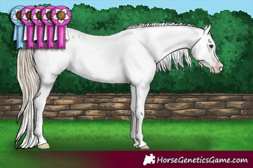 Horse Color:White Spotted Chocolate Palomino Sabino Appaloosa 