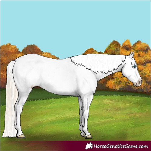 Horse Color:White Spotted Perlino Appaloosa