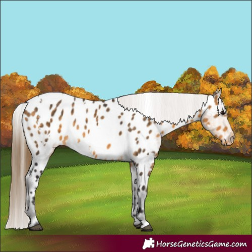 Horse Color:White Spotted Buckskin Appaloosa