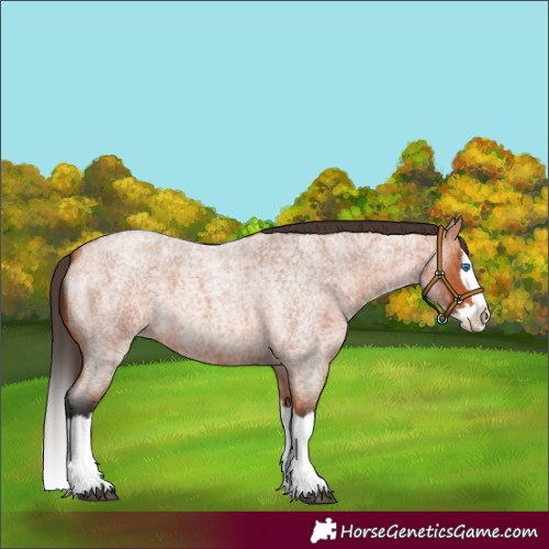 Horse Color:Unknown 