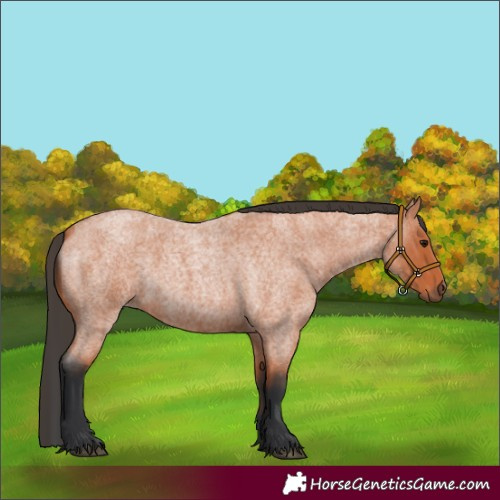 Horse Color:Bay Roan
