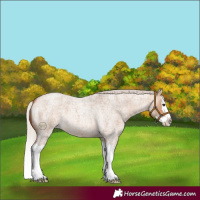 Horse Color:Silver Bay Roan Dun Splash