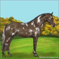 Horse Color:White Spotted Chocolate Palomino