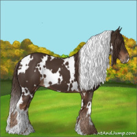 Horse Color:White Spotted Liver Chestnut 