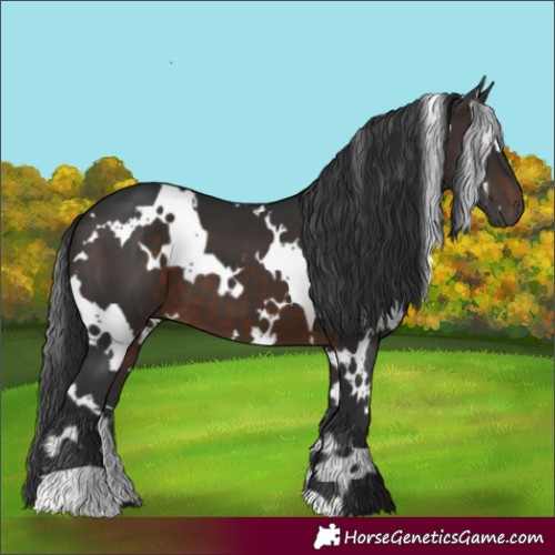 Horse Color:White Spotted Brown 