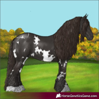 Horse Color:White Spotted Liver Chestnut 