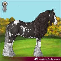 Horse Color:White Spotted Liver Chestnut Splash 