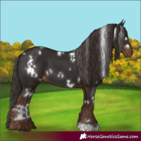 Horse Color:White Spotted Liver Chestnut