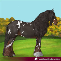 Horse Color:White Spotted Liver Chestnut