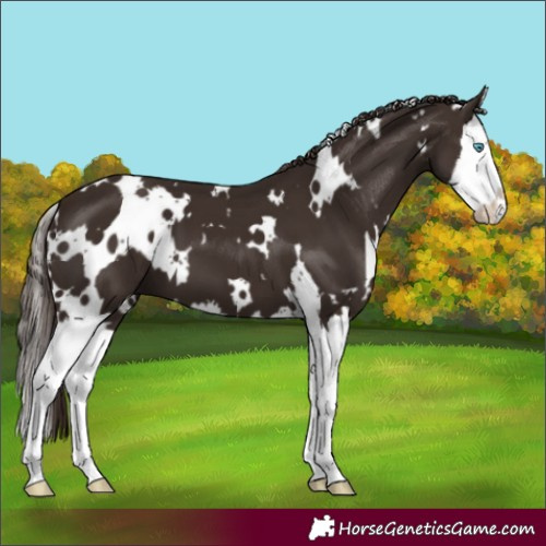 Horse Color:White Spotted Liver Chestnut Splash 