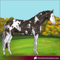 Horse Color:White Spotted Liver Chestnut Splash 