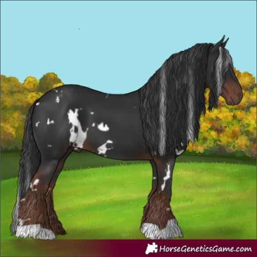Horse Color:White Spotted Liver Chestnut 