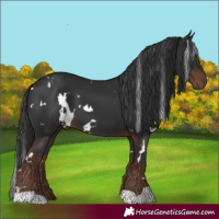 Horse Color:White Spotted Liver Chestnut 