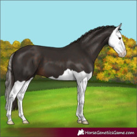 Horse Color:Liver Chestnut Splash 