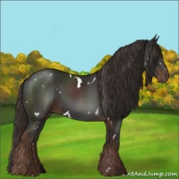 Horse Color:White Spotted Liver Chestnut 