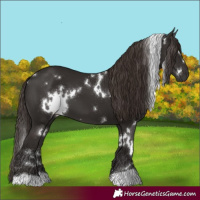 Horse Color:White Spotted Liver Chestnut 