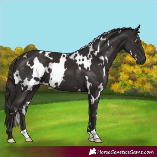 Horse Color:White Spotted Liver Chestnut 
