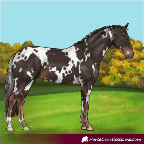 Horse Color:White Spotted Liver Chestnut 