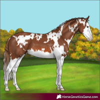 Horse Color:White Spotted Chestnut Splash 