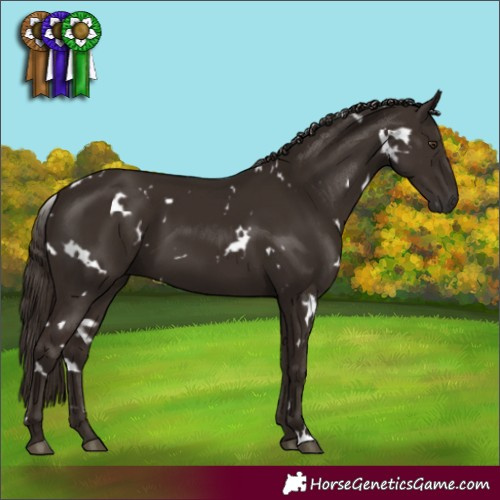 Horse Color:White Spotted Liver Chestnut 