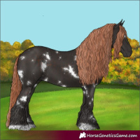 Horse Color:White Spotted Liver Chestnut 