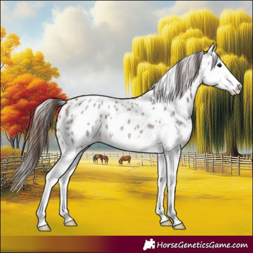 Horse Color:Bay Roan Splash Leopard 