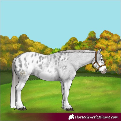 Horse Color:White Spotted Blue Roan Splash Frame Appaloosa 