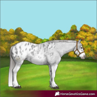 Horse Color:White Spotted Blue Roan Splash Frame Appaloosa 