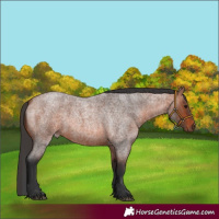 Horse Color:Bay Roan 