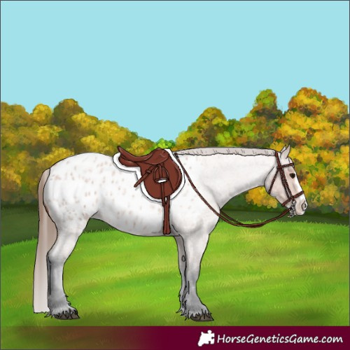 Horse Color:Unknown 