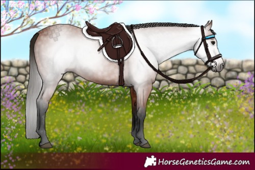 Horse Color:Gray Bay 