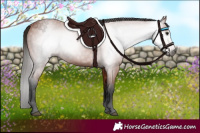 Horse Color:Gray Bay 