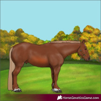 Horse Color:Chestnut 
