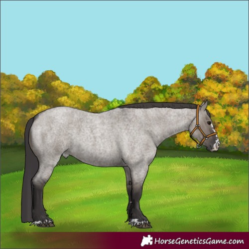 Horse Color:Smoky Grullo Roan 