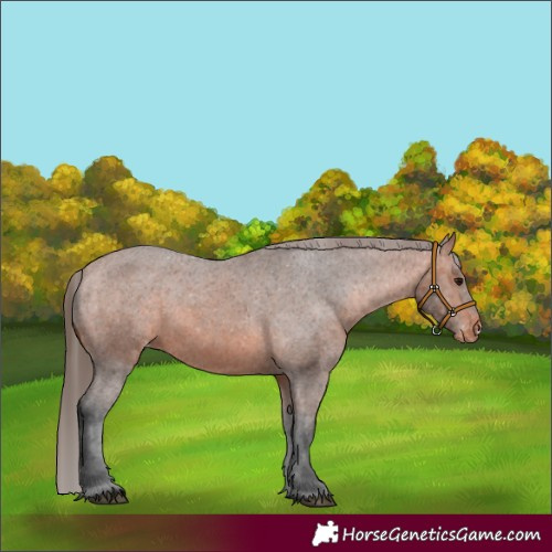 Horse Color:Bay Appaloosa 