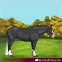 Horse Color:Black Splash 