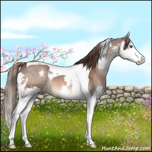 Horse Color:Liver Chestnut Sabino Splash Tobiano 