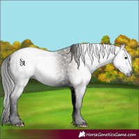 Horse Color:Gray Void Grullo Splash 