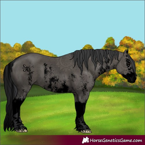 Horse Color:Void Grullo Sabino Splash 